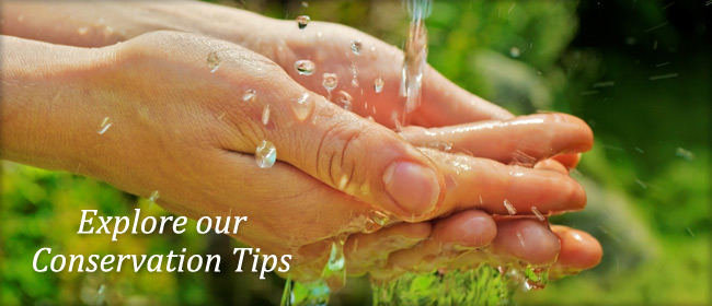 Explore our Conservation Tips